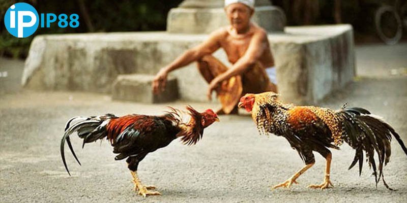 Xem gà mệnh Thổ chuẩn xác