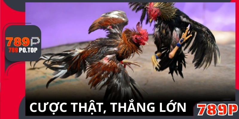 Đá gà trực tuyến đỉnh cao - Cược thật, thắng lớn, đam mê bùng cháy